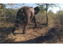 Finally on his feet - a huge relief for the Vets